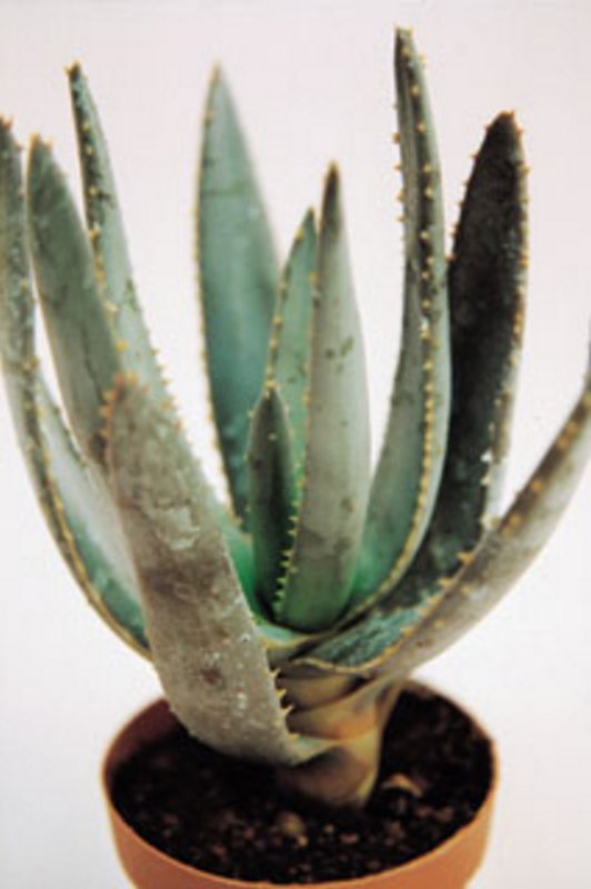 Aloe Ramosissima.jpg